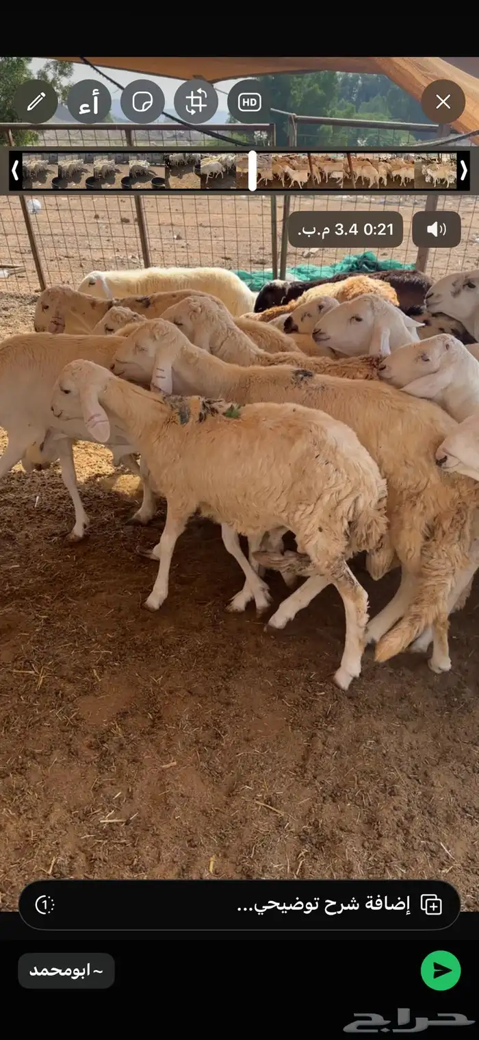 خرفان سواكنية جذعان طيبة 0