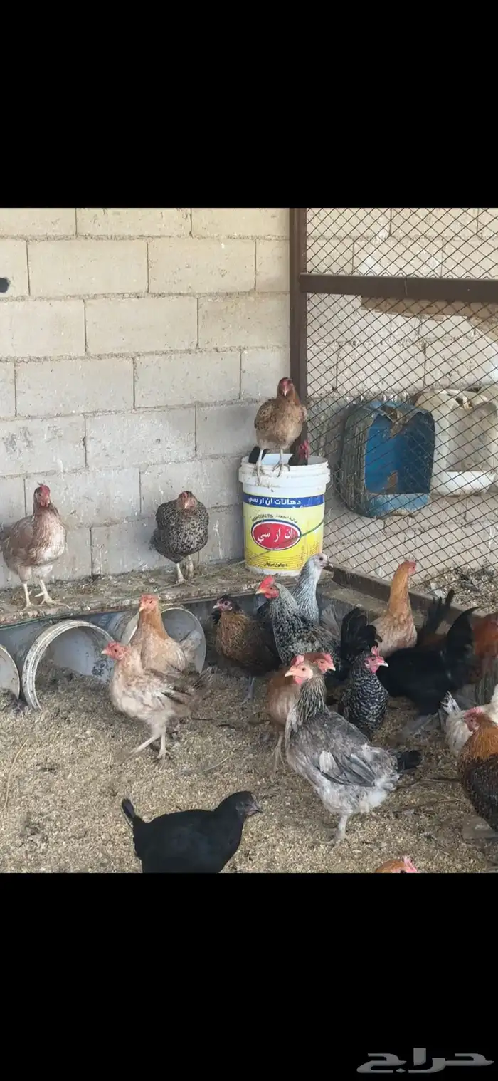 دجاج مشكل بلدي وهجين تركي 0