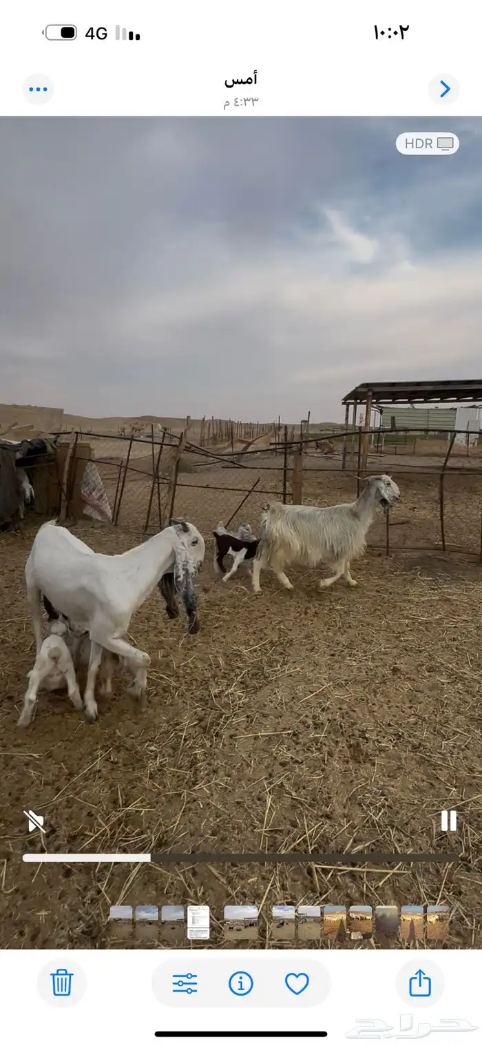 معزا عنز عوارض حبش مقاني متابيع وليد خلفات 0