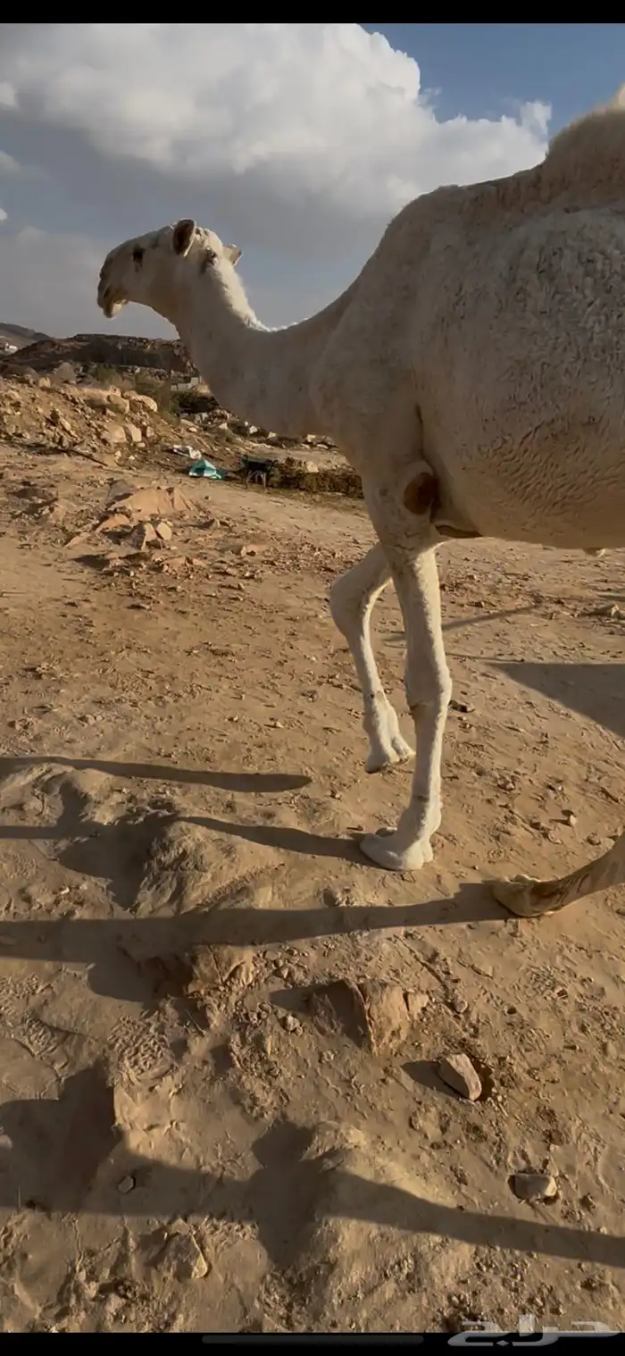 بعير رباع عفر كفو على جميع الشروط 3