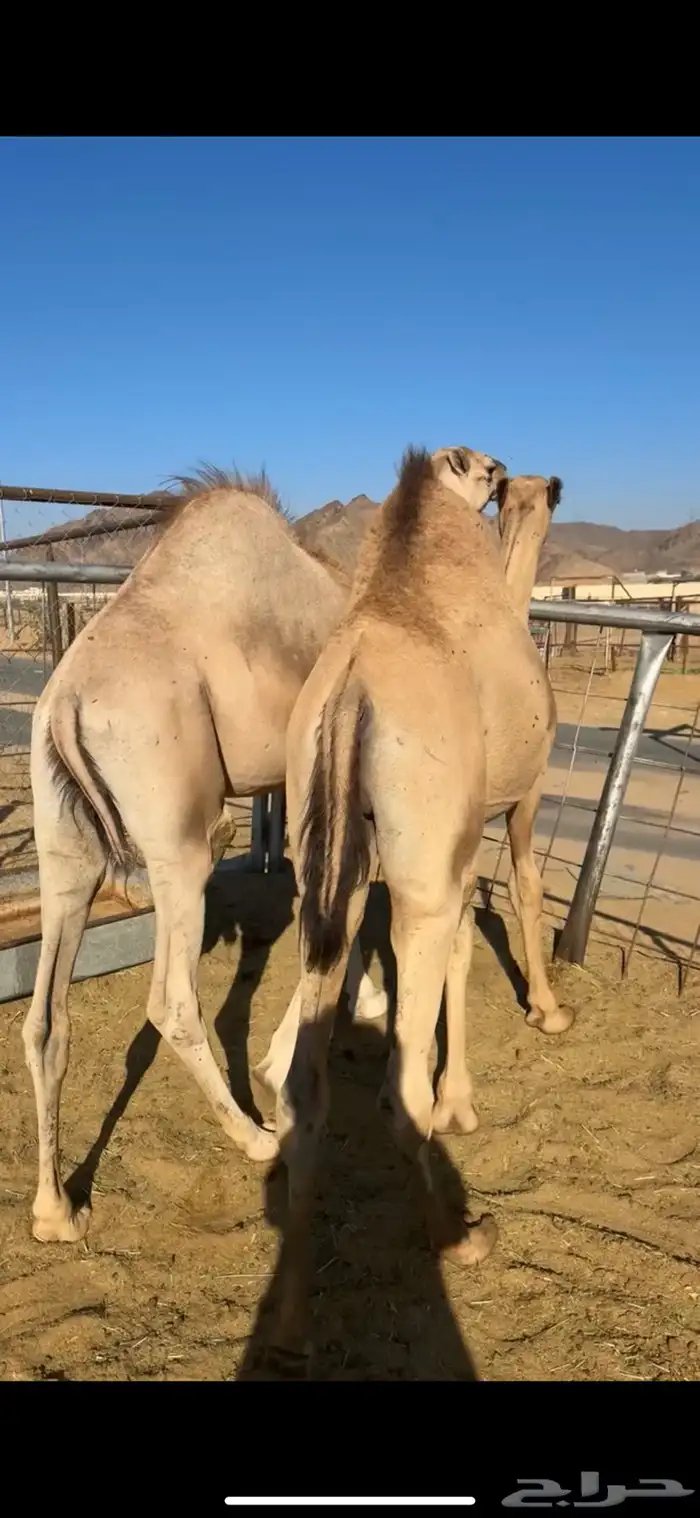 قعودين كفو للبيع 3