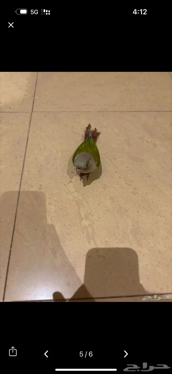 كنيور اليف هدد 0