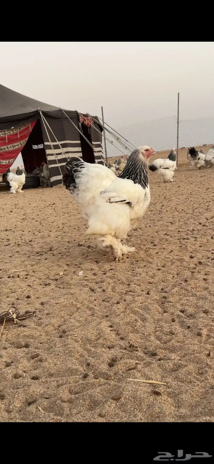 دجاج براهما سلالة كونك بياض 1