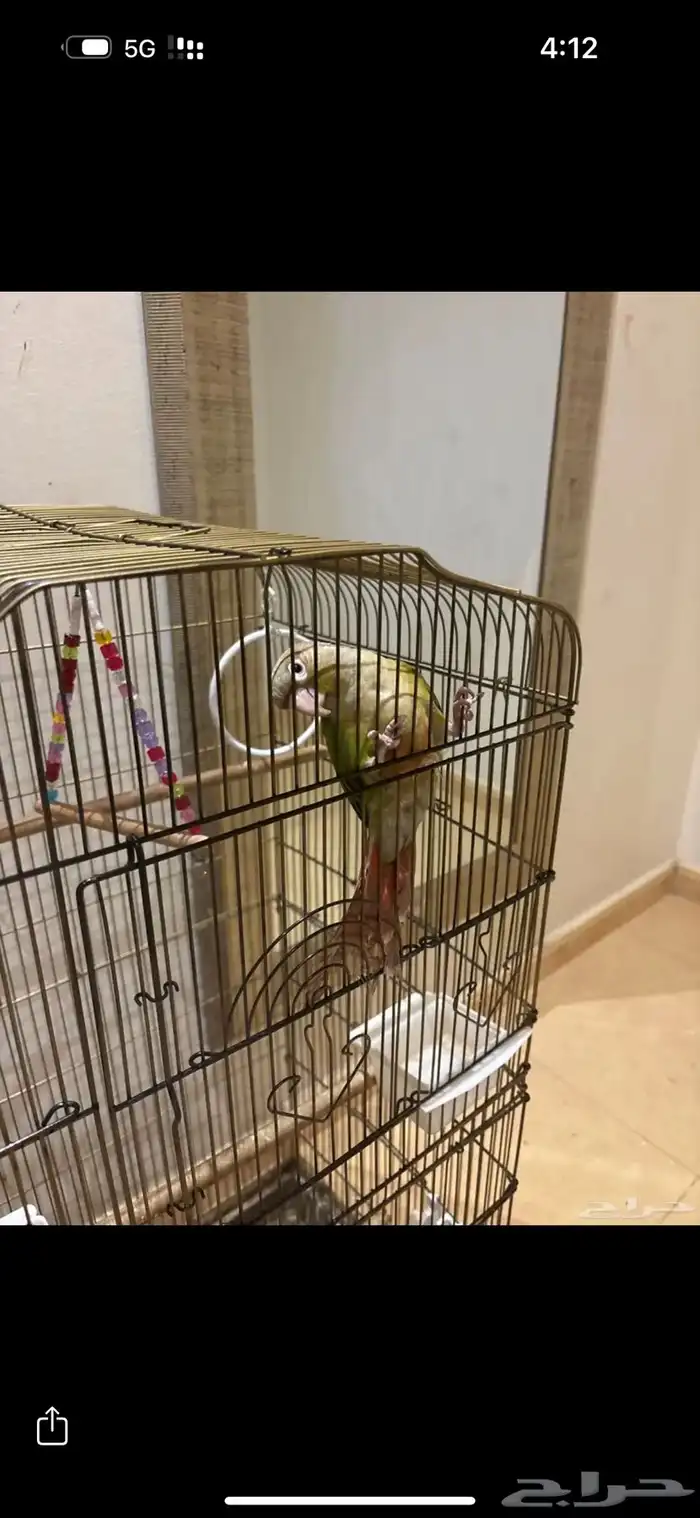 كنيور اليف هدد 2