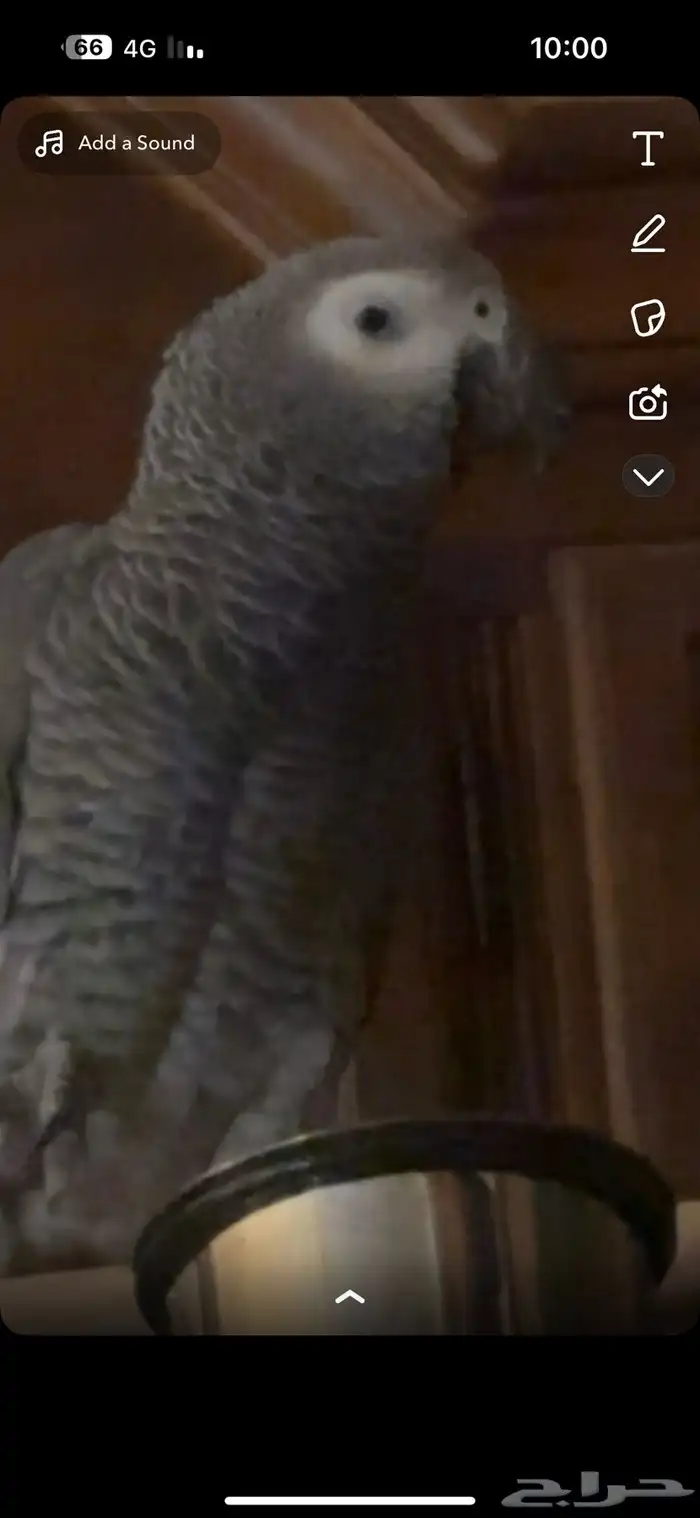 ببغاء كاسكو 2