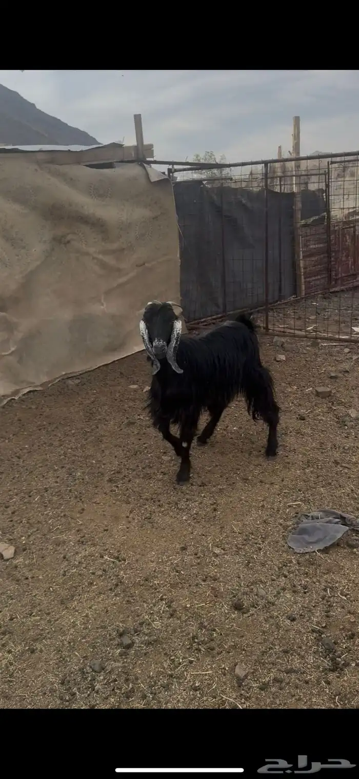 جفار مضاريع 1