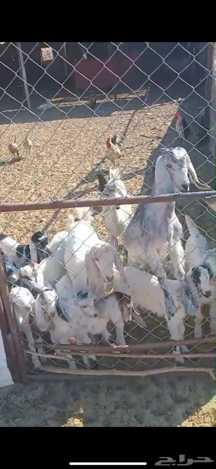 ضان وغنم المجموع 50 0