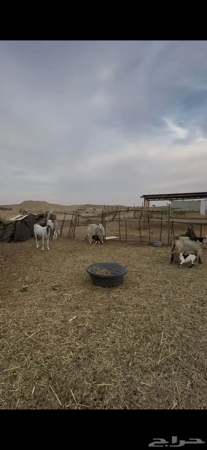 معزا عنز عوارض حبش مقاني متابيع وليد خلفات 1