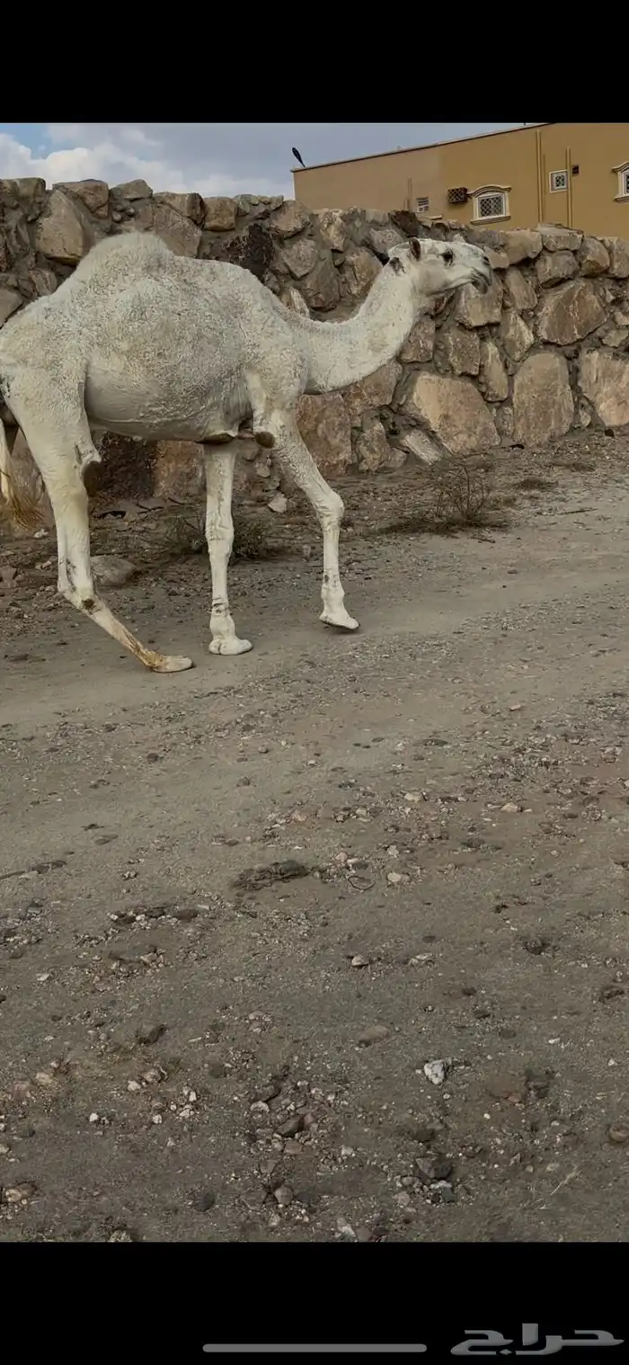 بعير رباع عفر كفو على جميع الشروط 4
