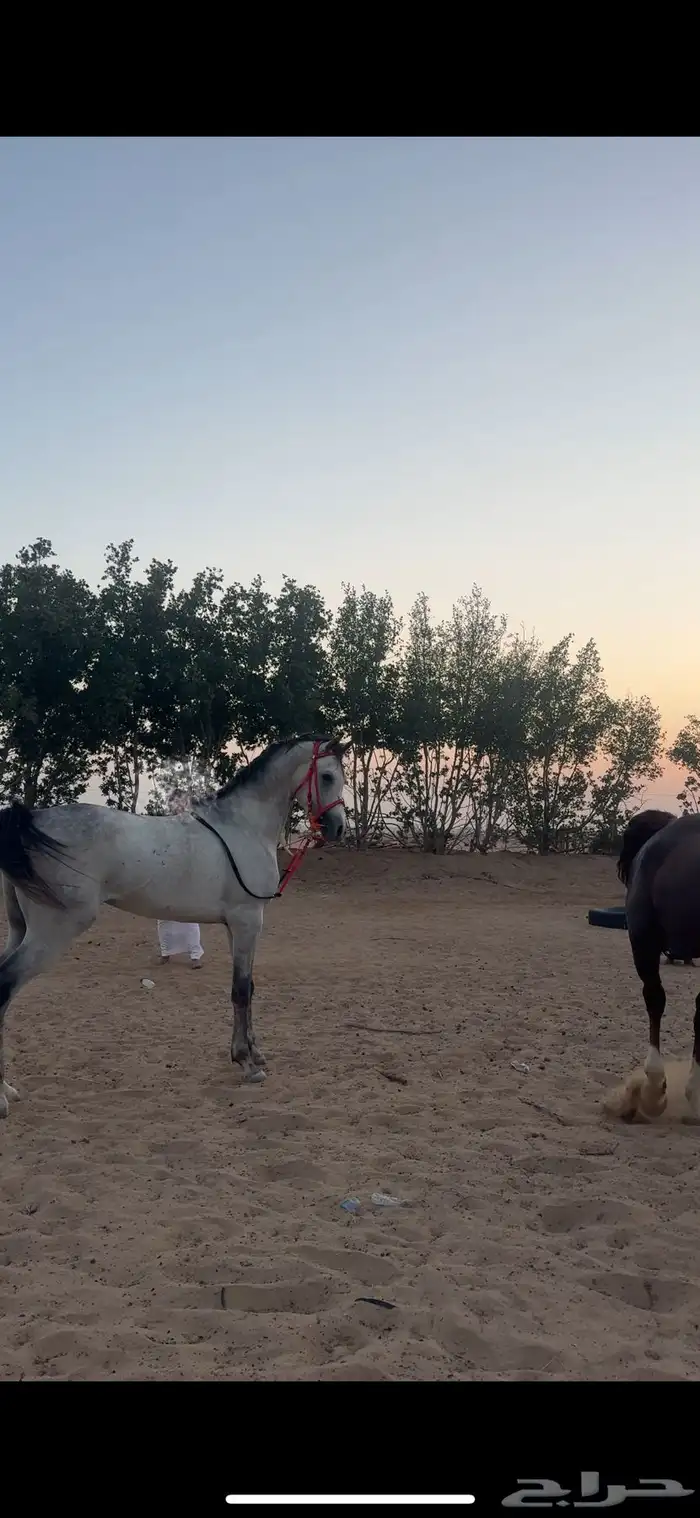 حصان مصري شعبي 3
