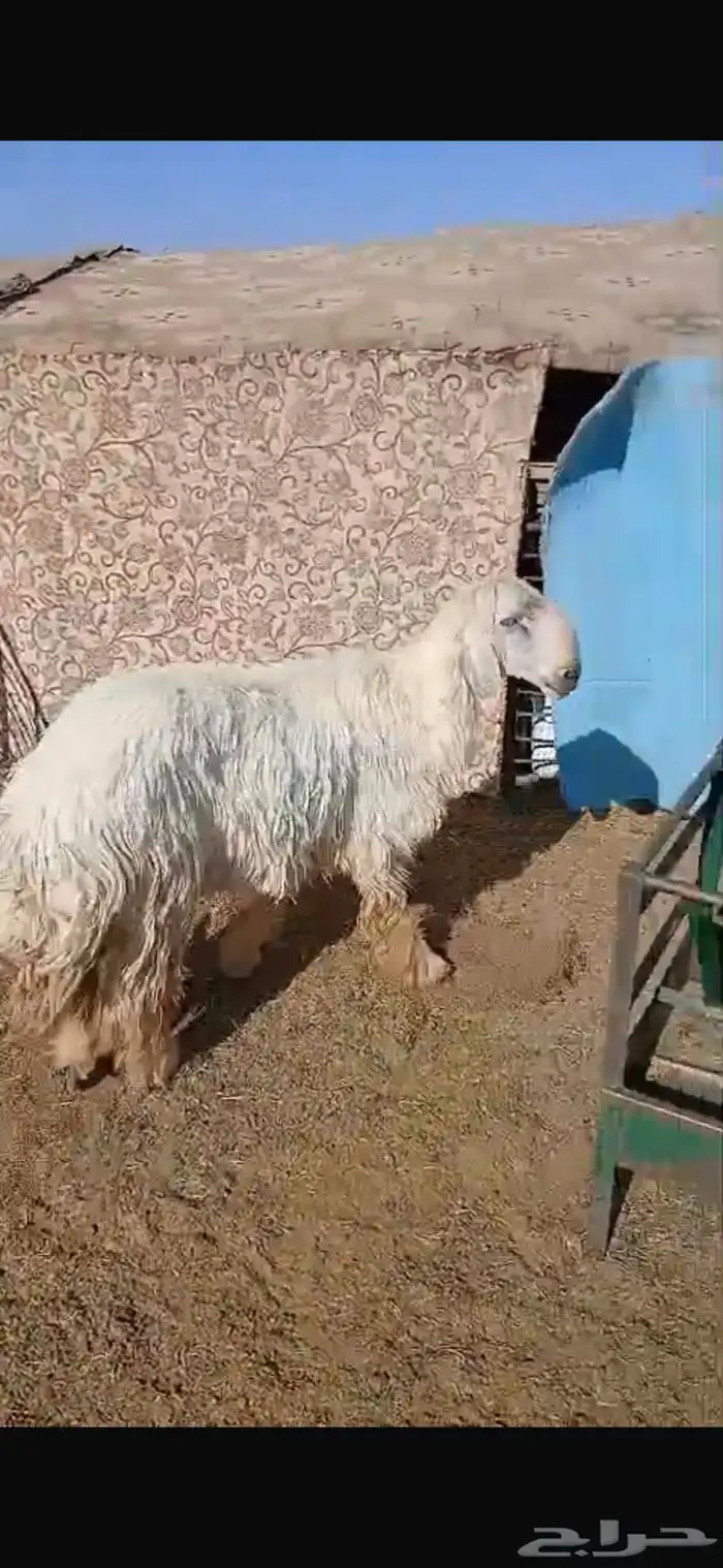 للبيع نعجه ثنيه فيها خلع برجلها اليسار وسديس فل الفل شحم 21