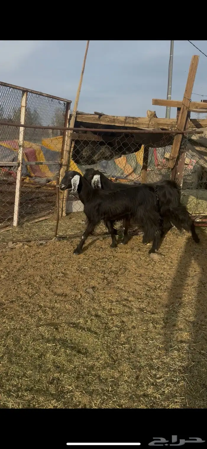 جفار مضاريع 0