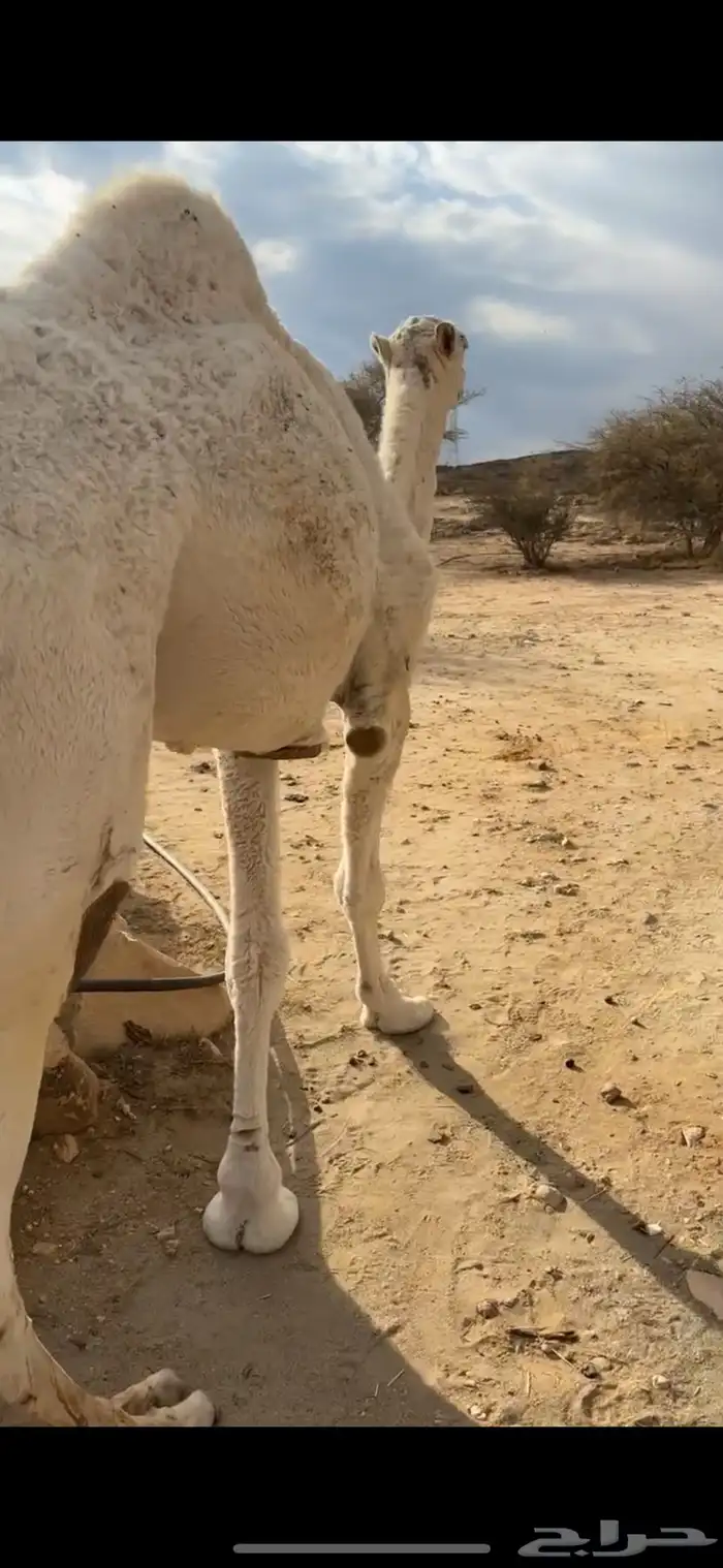 بعير رباع عفر كفو على جميع الشروط 0