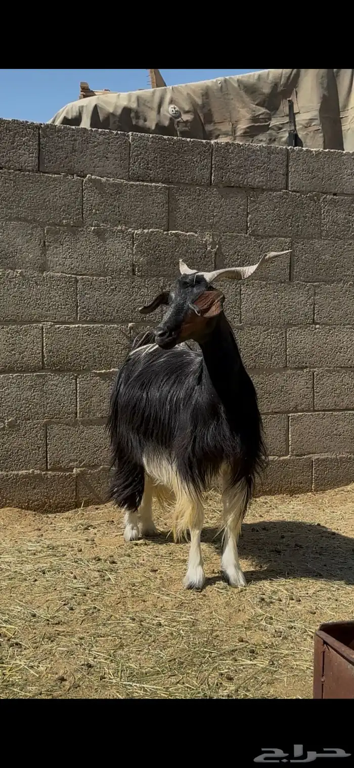 دغساء حجلا 0