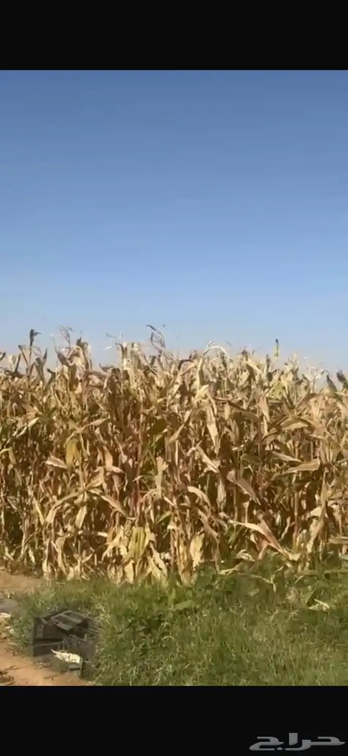 علف للبيع أعلاف ذره 1