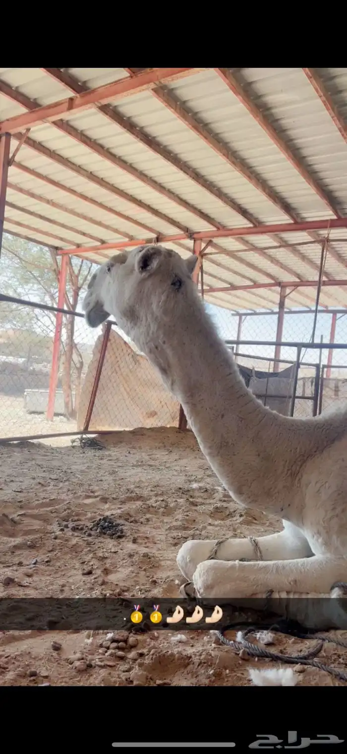 بعير رباع عفر كفو على جميع الشروط 6