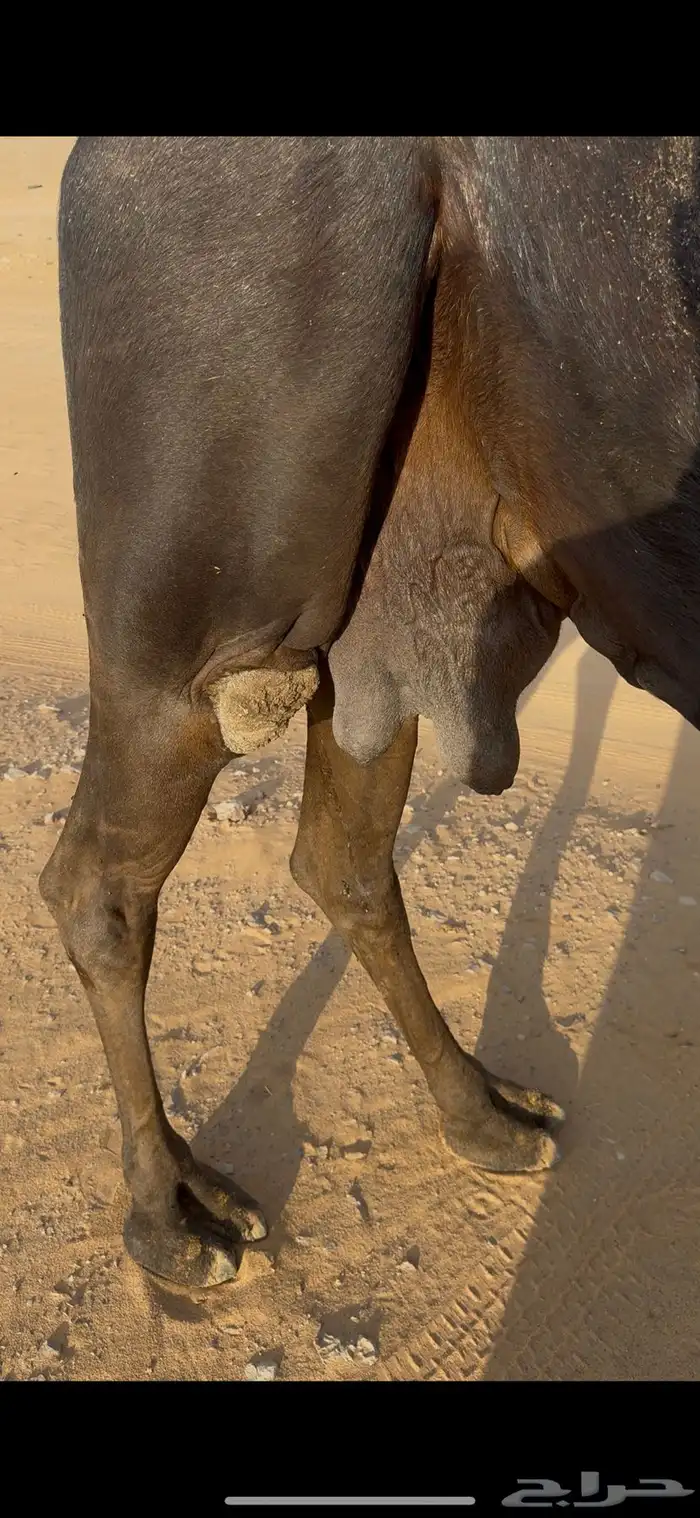 ناقه خلفه كفو 2