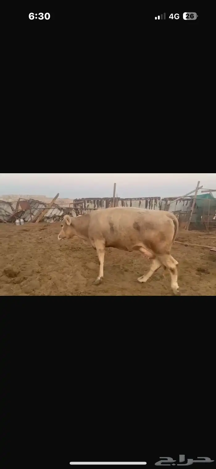 بقر سويسري بيور مراح كامل 7