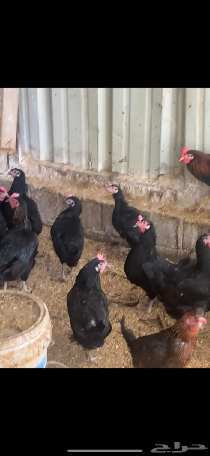 دجاج مشكل بلدي وهجين تركي 3
