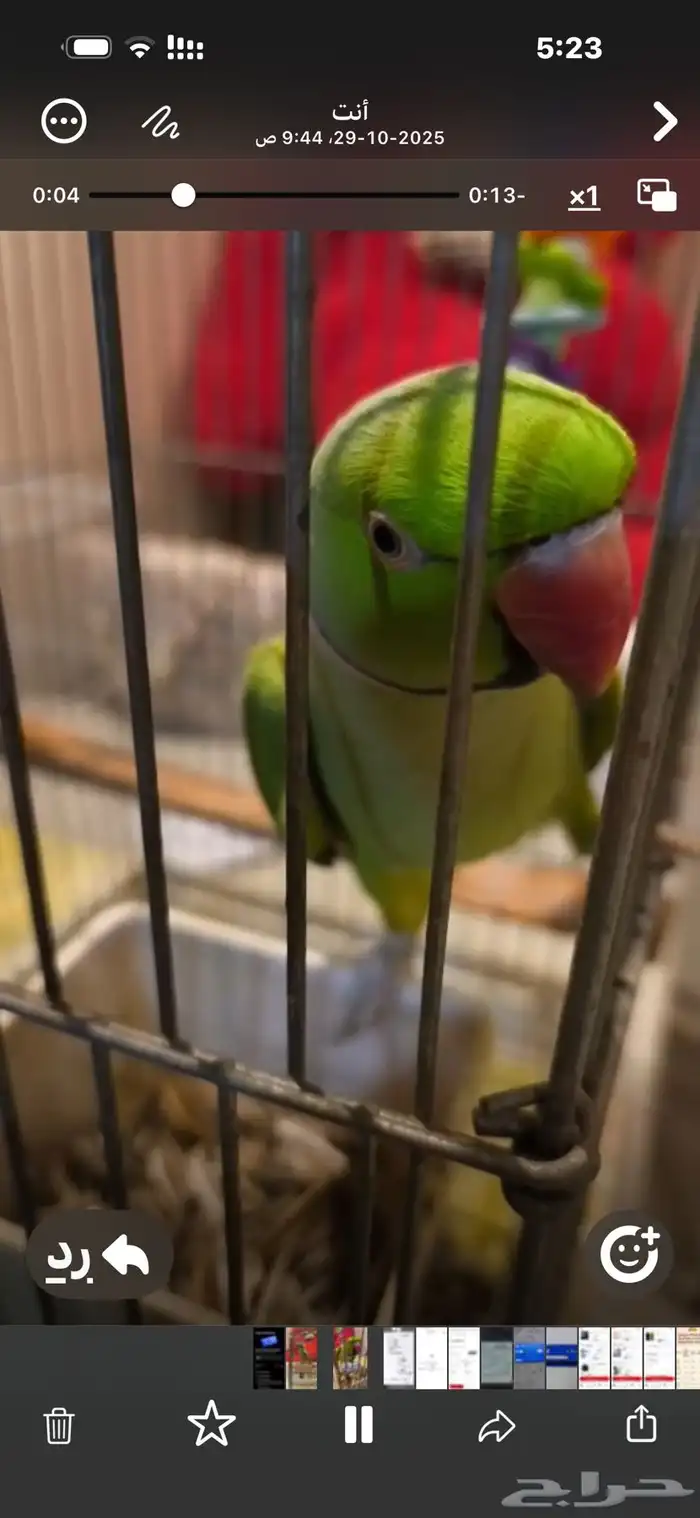 درة أليف متكلم 0