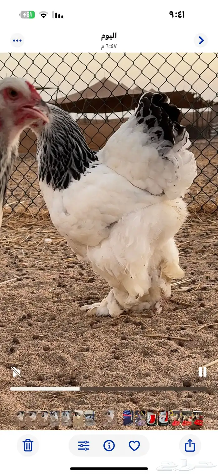 دجاج براهما سلالة كونك بياض 0