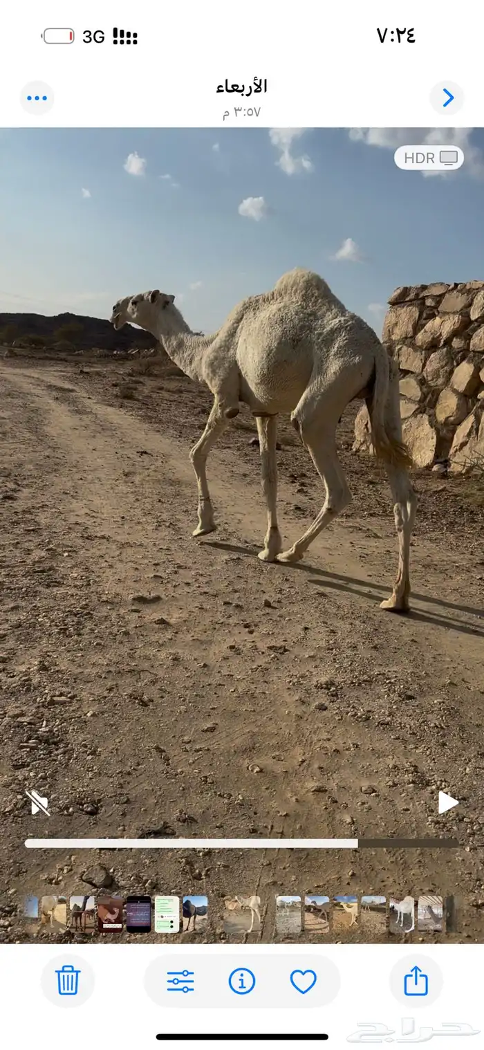 بعير رباع عفر كفو على جميع الشروط 2