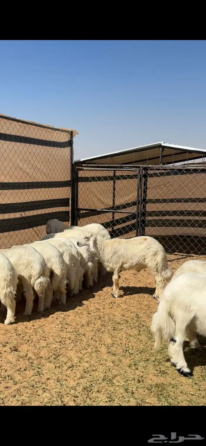 خرفان صفر بلديه للبيع صغار ووسط وكبار 1