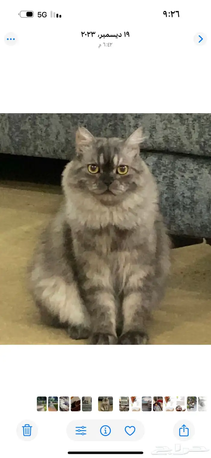 قط تبني ذكر 0