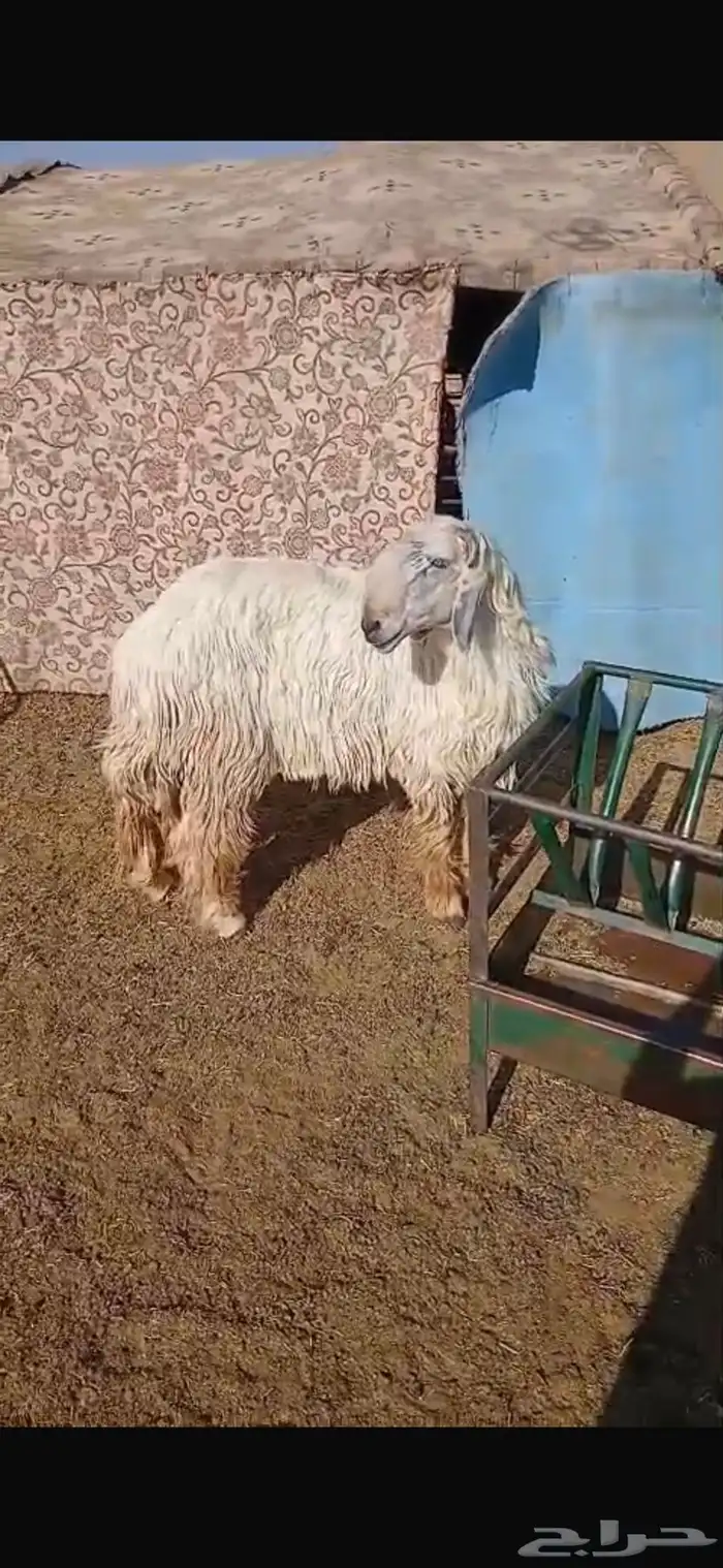 للبيع نعجه ثنيه فيها خلع برجلها اليسار وسديس فل الفل شحم 18