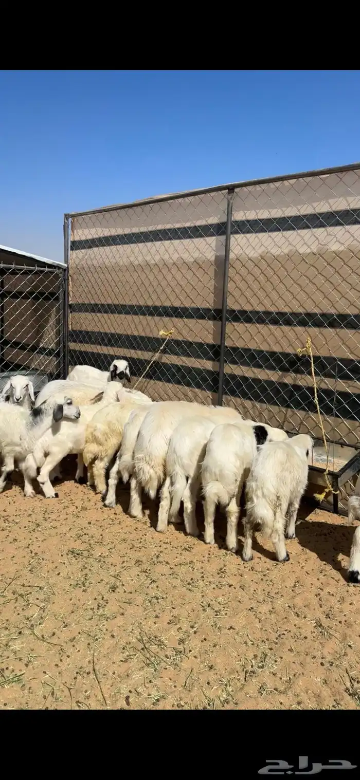 خرفان صفر بلديه للبيع صغار ووسط وكبار 2