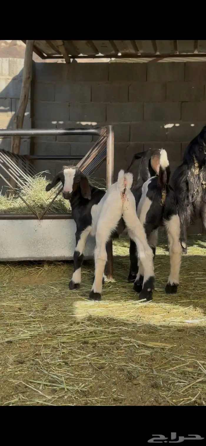 فحل ادغس حجل 3