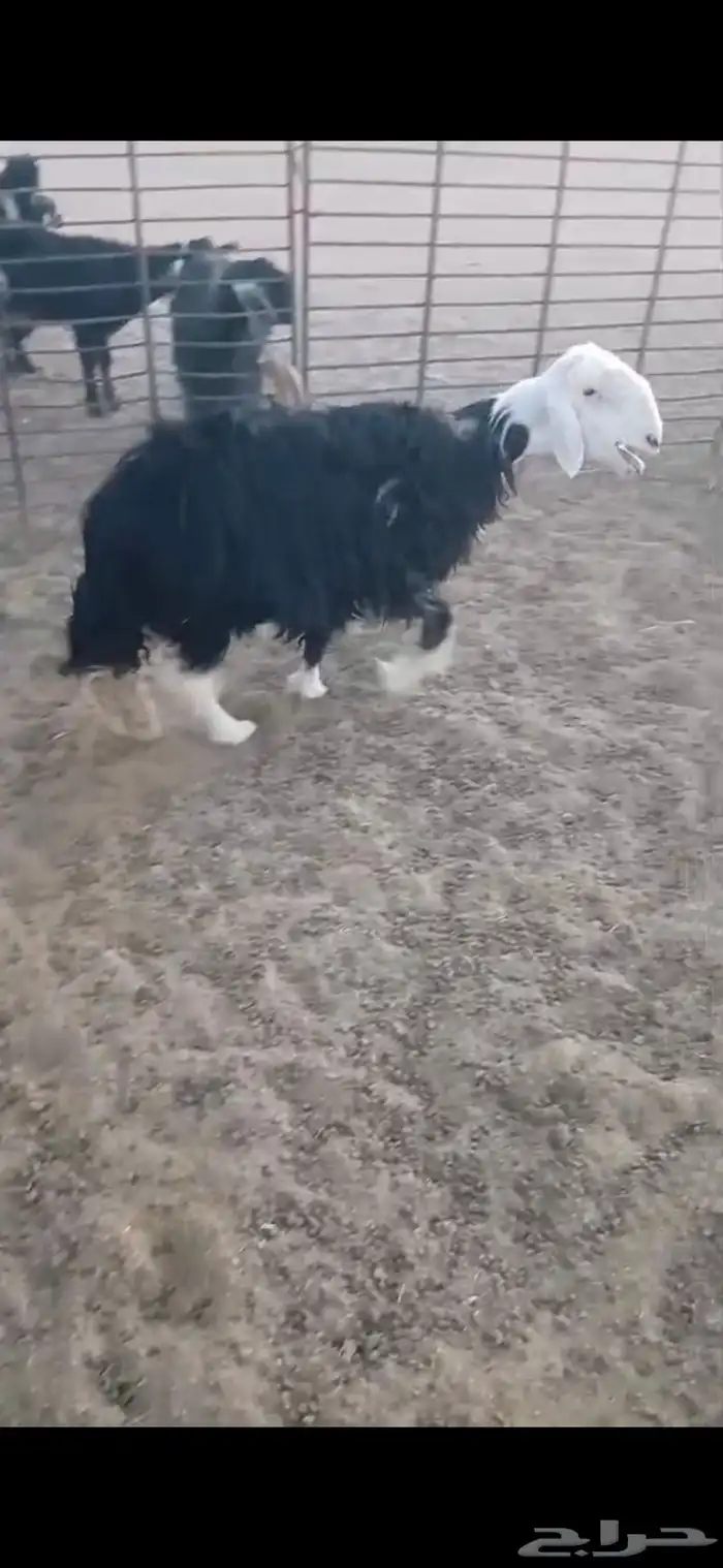للبيع نعجه ثنيه فيها خلع برجلها اليسار وسديس فل الفل شحم 8