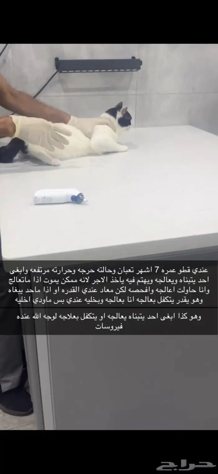 قط عمره 7 اشهر 1