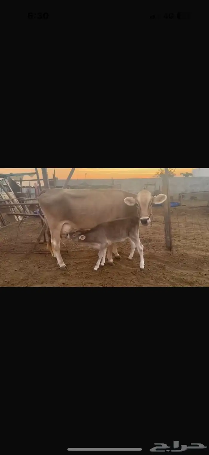 بقر سويسري بيور مراح كامل 4