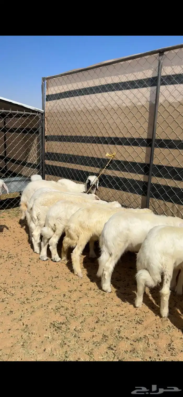 خرفان صفر بلديه للبيع صغار ووسط وكبار 6