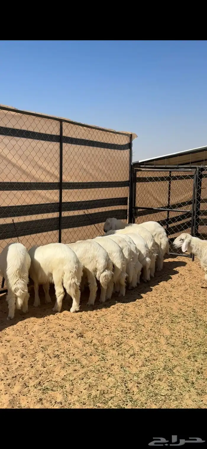 خرفان صفر بلديه للبيع صغار ووسط وكبار 4