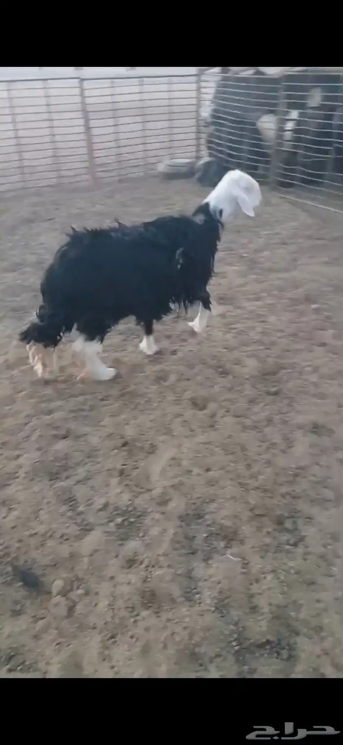 للبيع نعجه ثنيه فيها خلع برجلها اليسار وسديس فل الفل شحم 6