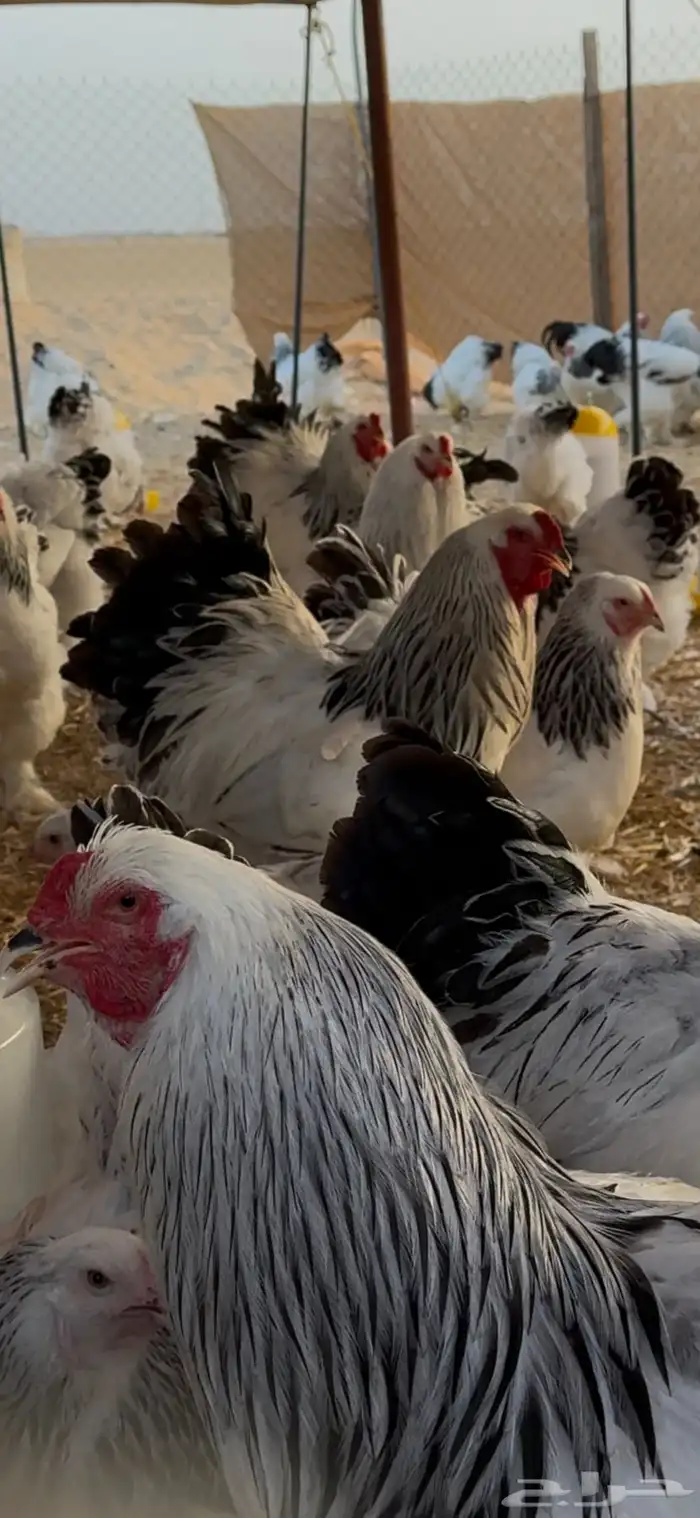 دجاج براهما سلالة كونك بياض 7