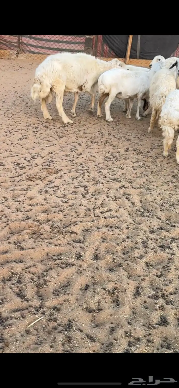 طلي حري شرط السن تام 0