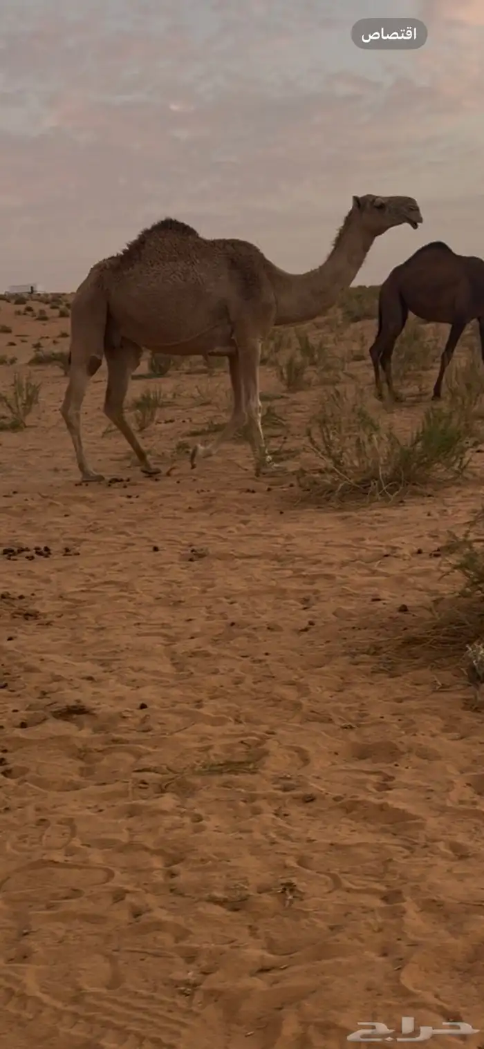 للبيع ضريبه طيبه 1