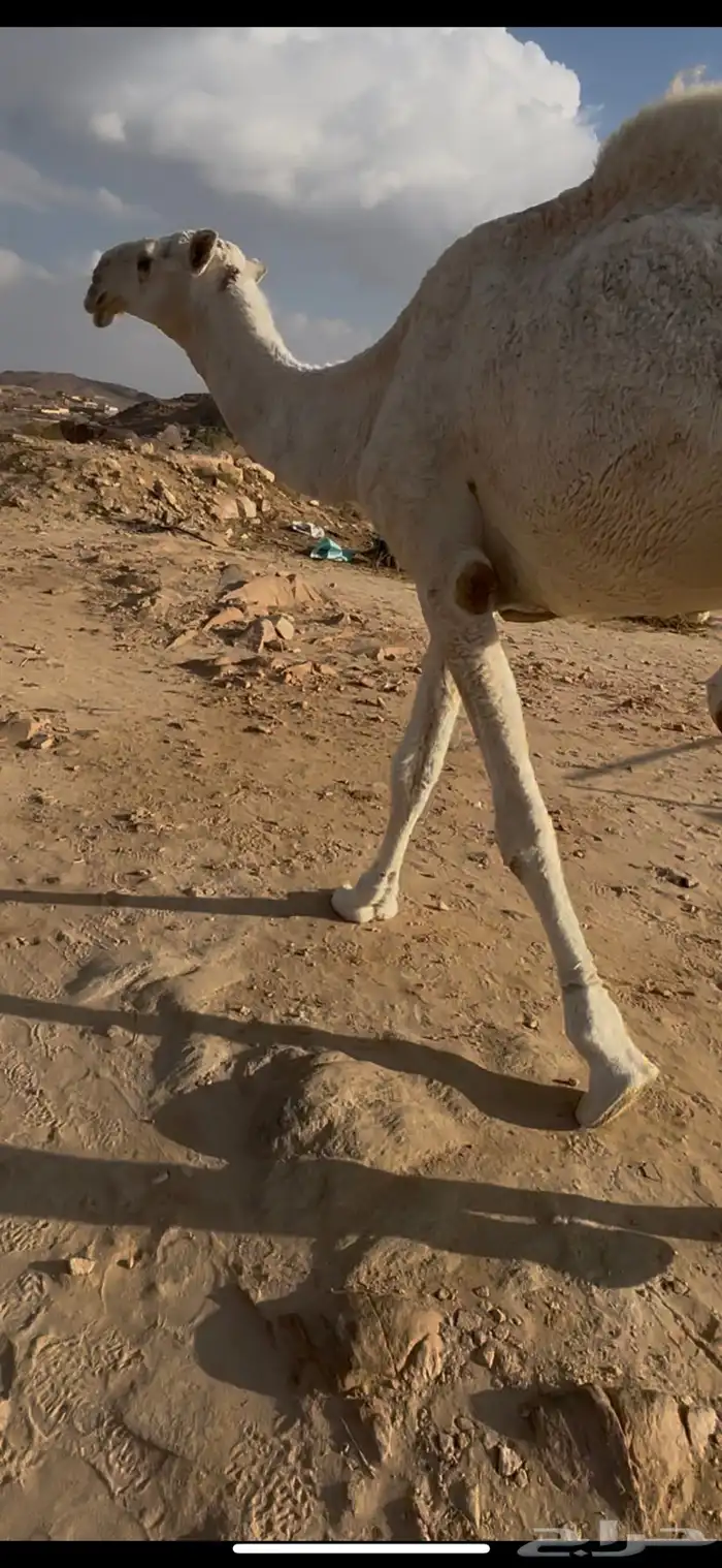 بعير رباع عفر كفو على جميع الشروط 8