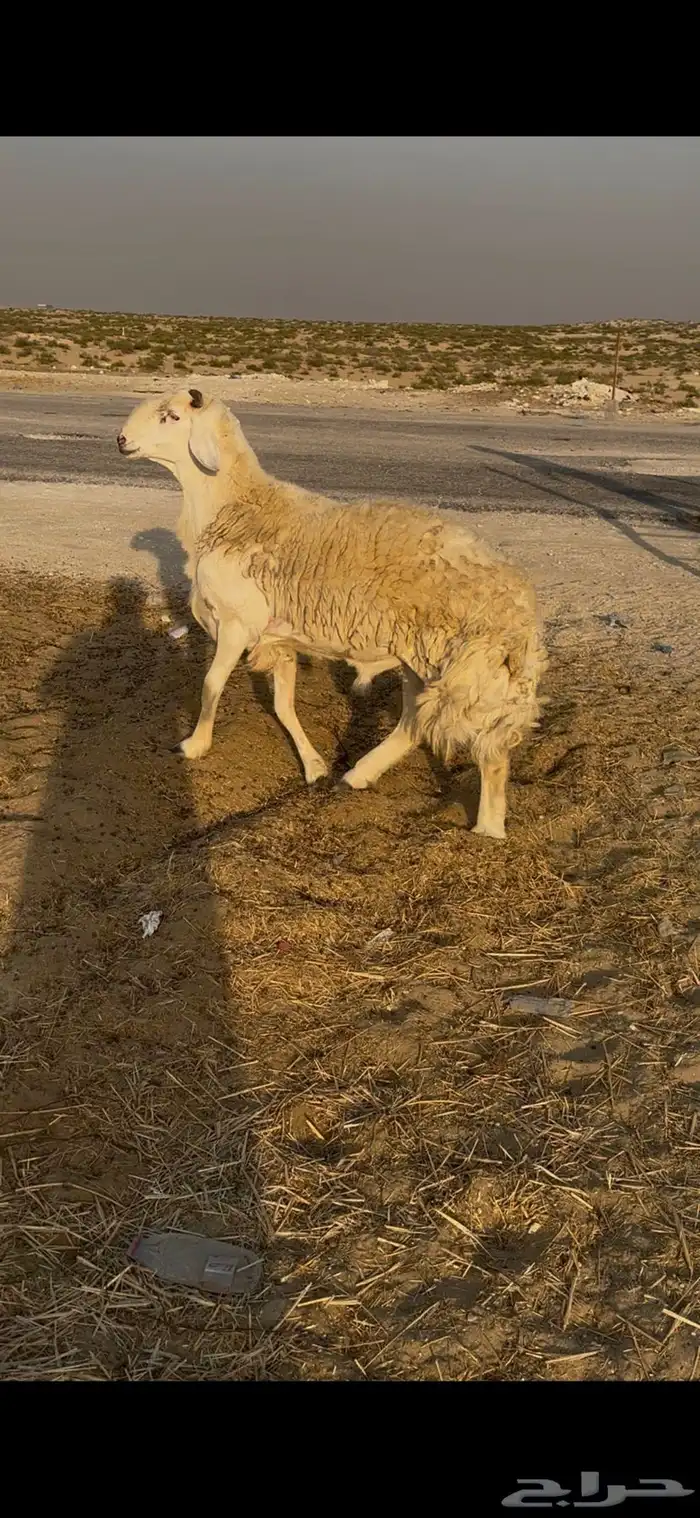 للبيع فحول حريات كفو 2