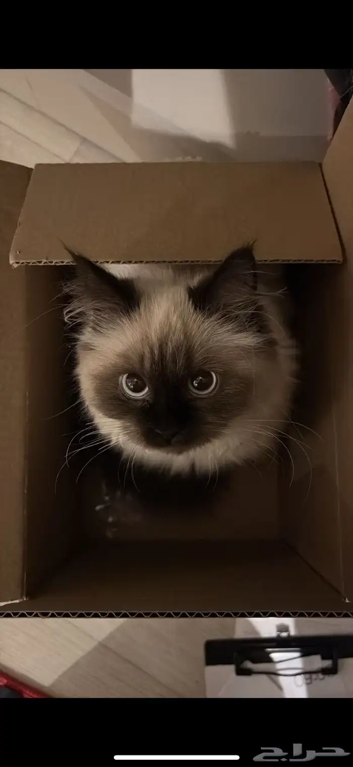 قطه انثى لتزاوج الي عنده ذكر يتواصل معي 1