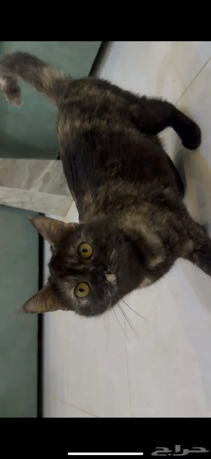 قطط للتبني جدة 2