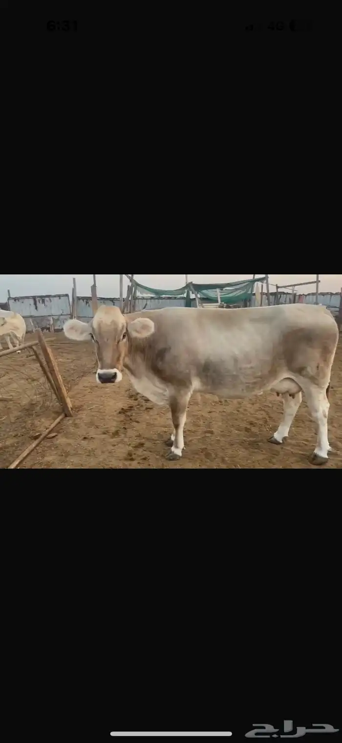 بقر سويسري بيور مراح كامل 2