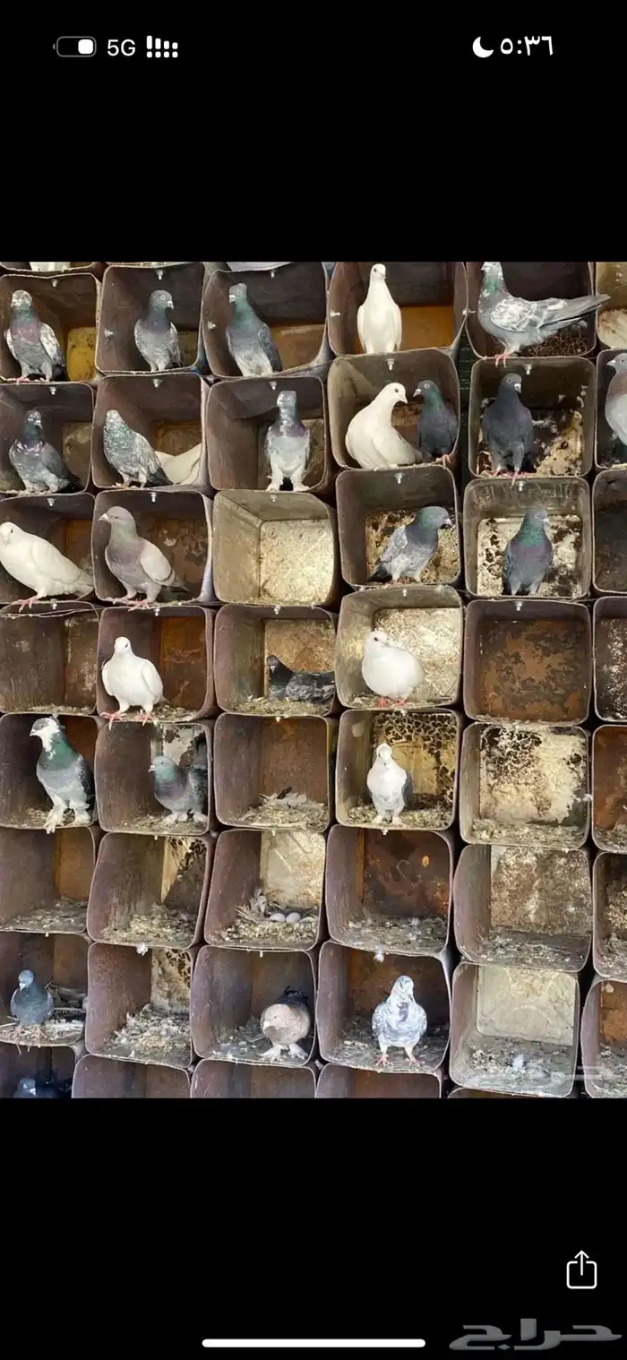 حمام فرصه الي بياخذه سعر مايتفوت 1