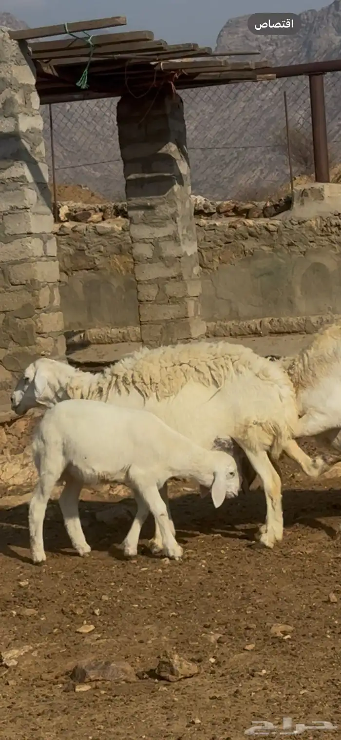 نعجه صنف معاها طلي 3