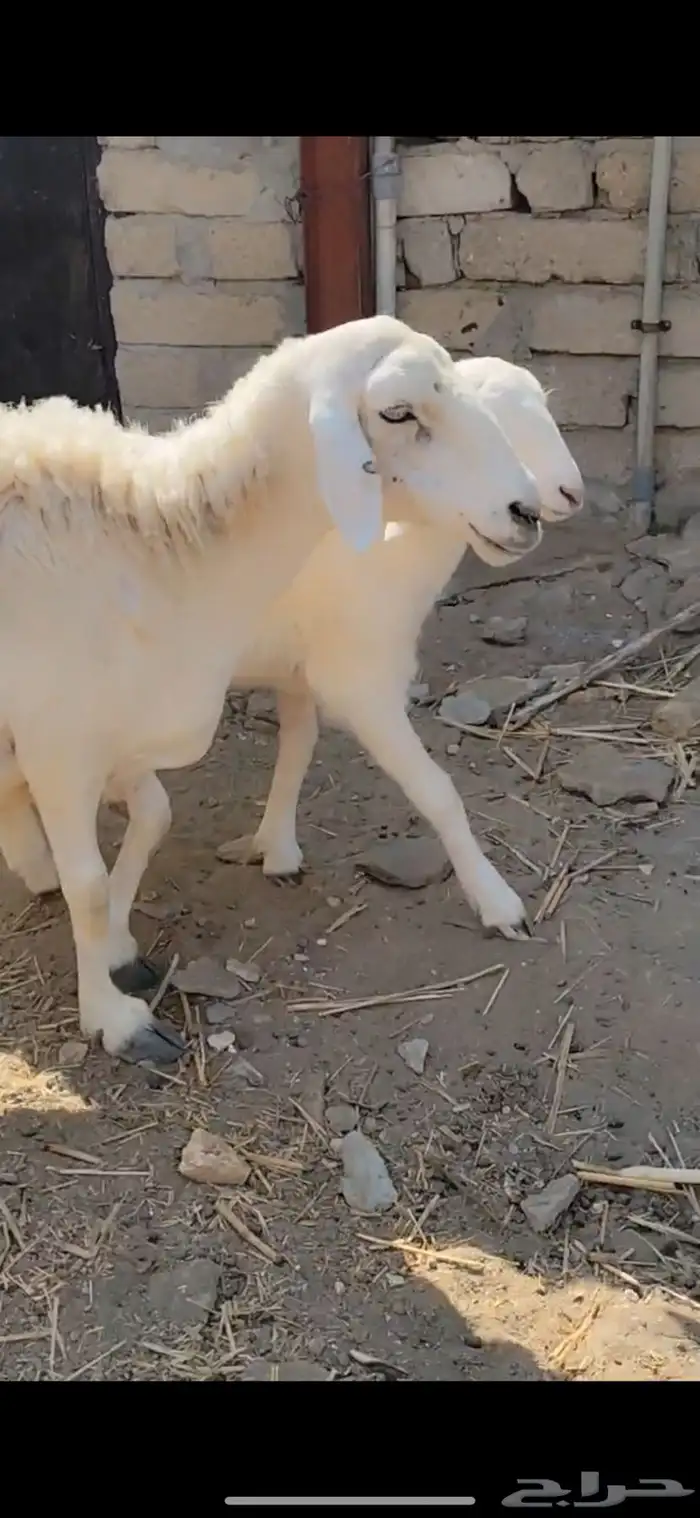 نعجه صنف معاها طلي 2