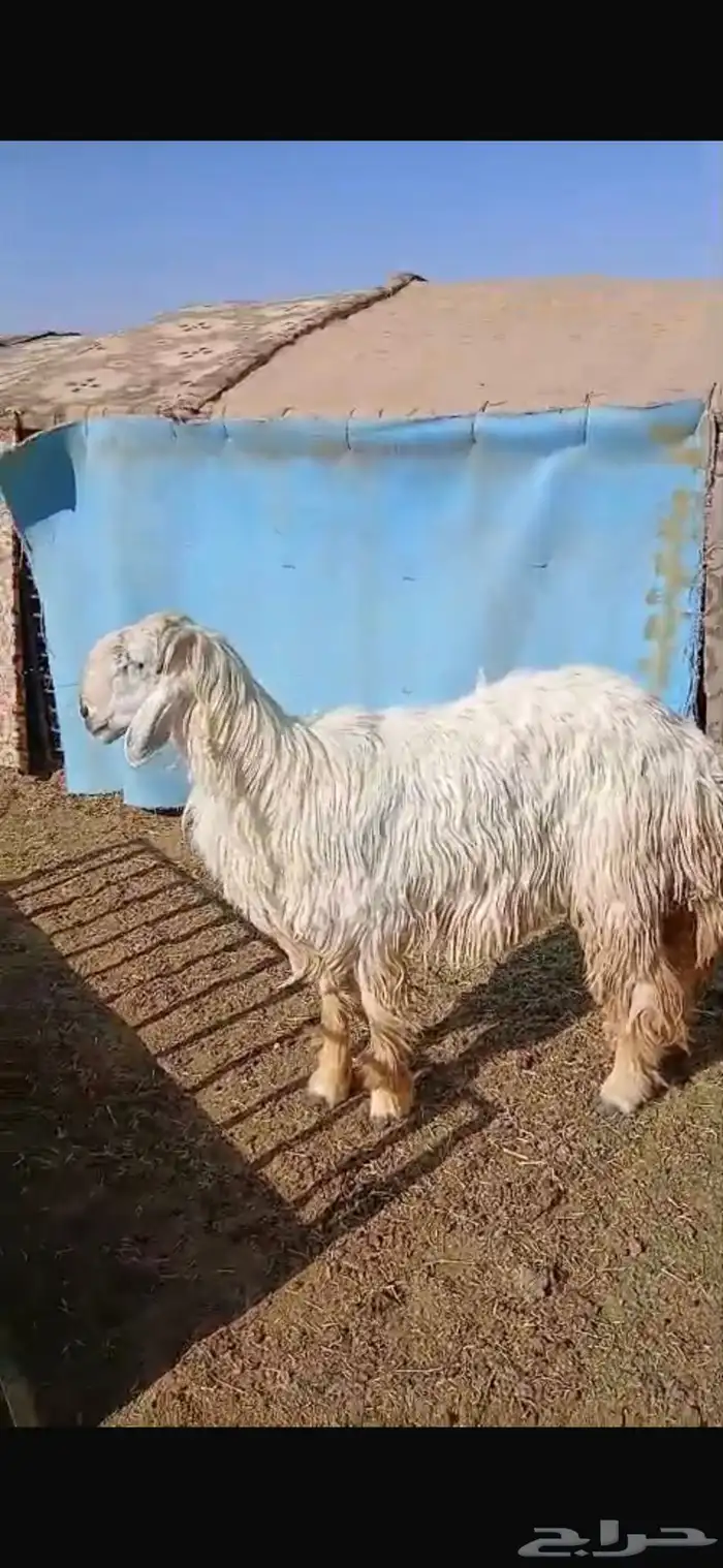 للبيع نعجه ثنيه فيها خلع برجلها اليسار وسديس فل الفل شحم 16