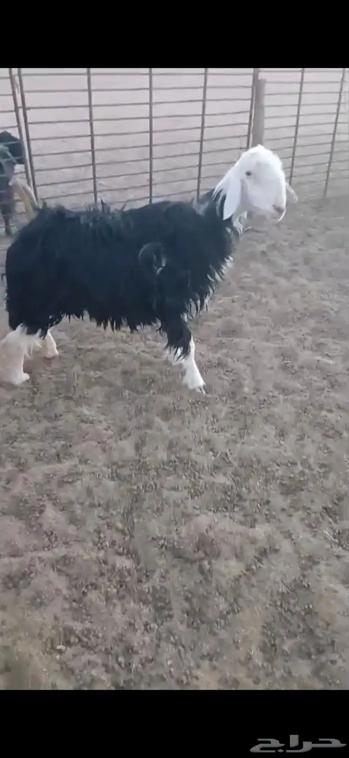 للبيع نعجه ثنيه فيها خلع برجلها اليسار وسديس فل الفل شحم 9
